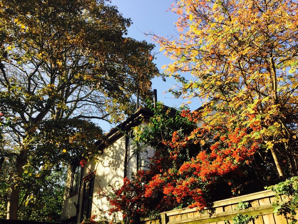 Autumn Leaves Berries Red