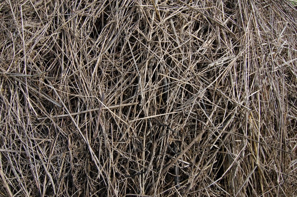 Hay The Old Grass Grey Nature
