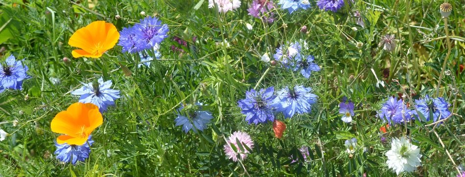 Flowers Flower Colors Grass