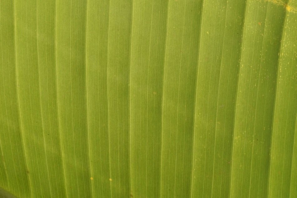 Background Structure Green