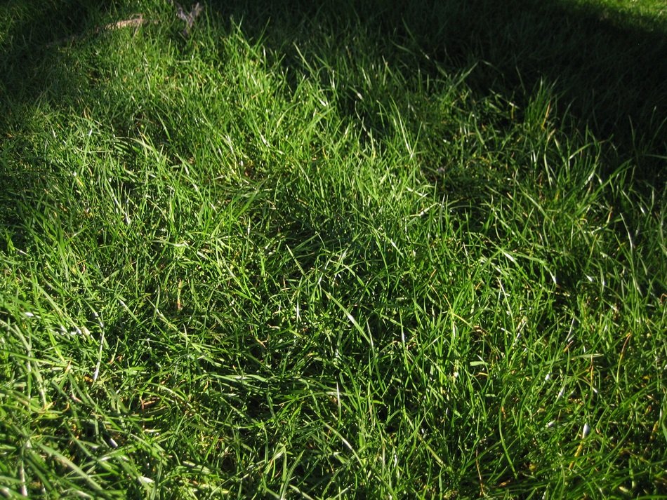 Lawn Green Landscape Ground