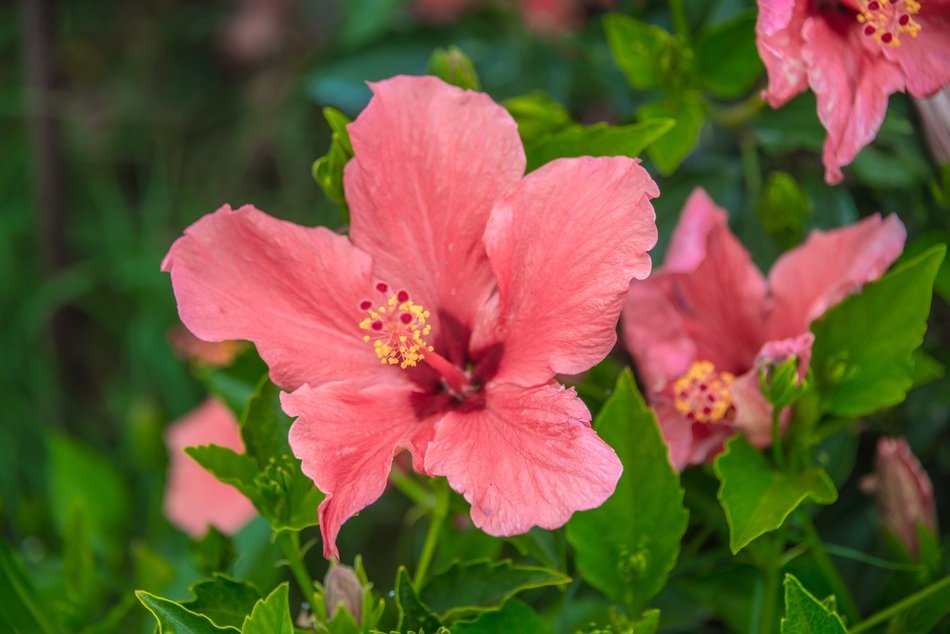 Hibiscus Flower Red Flower