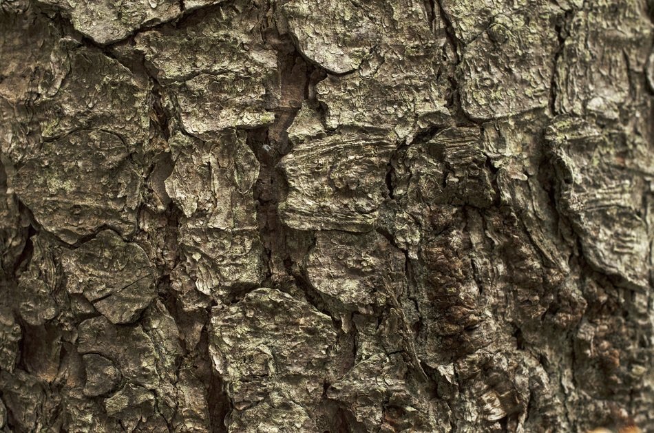 Bark Tree Bark Background Wood