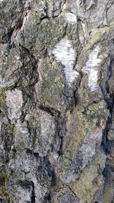 Tree Background Texture Wood