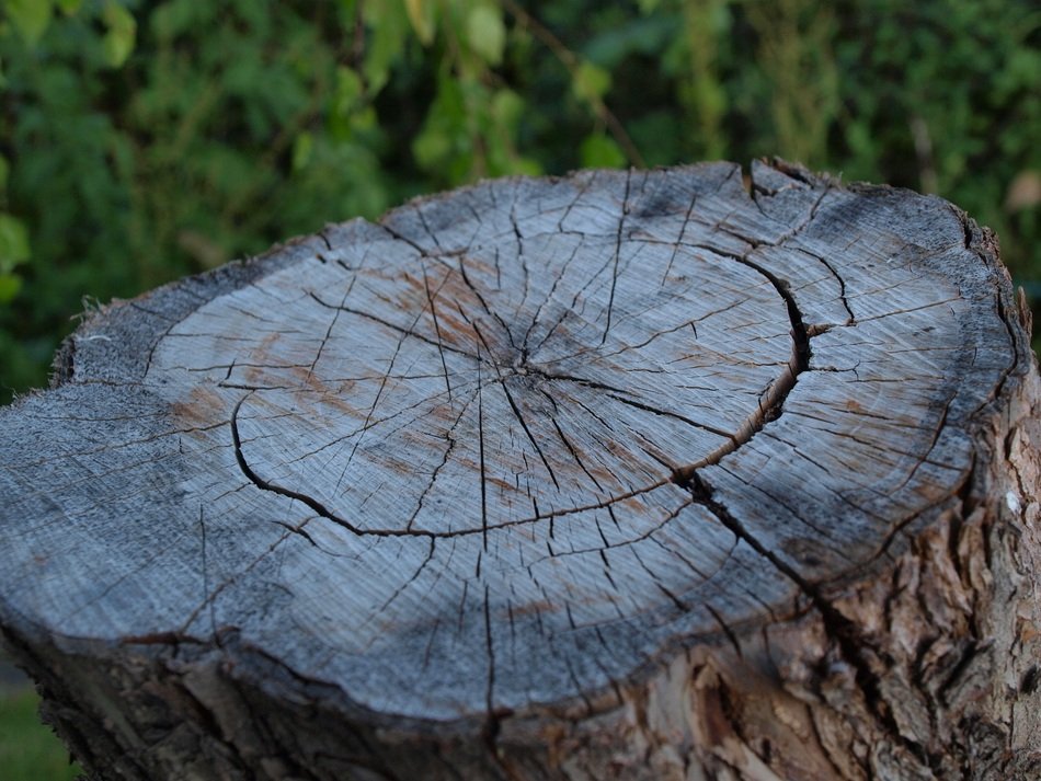 Stump Deck Tree Texture