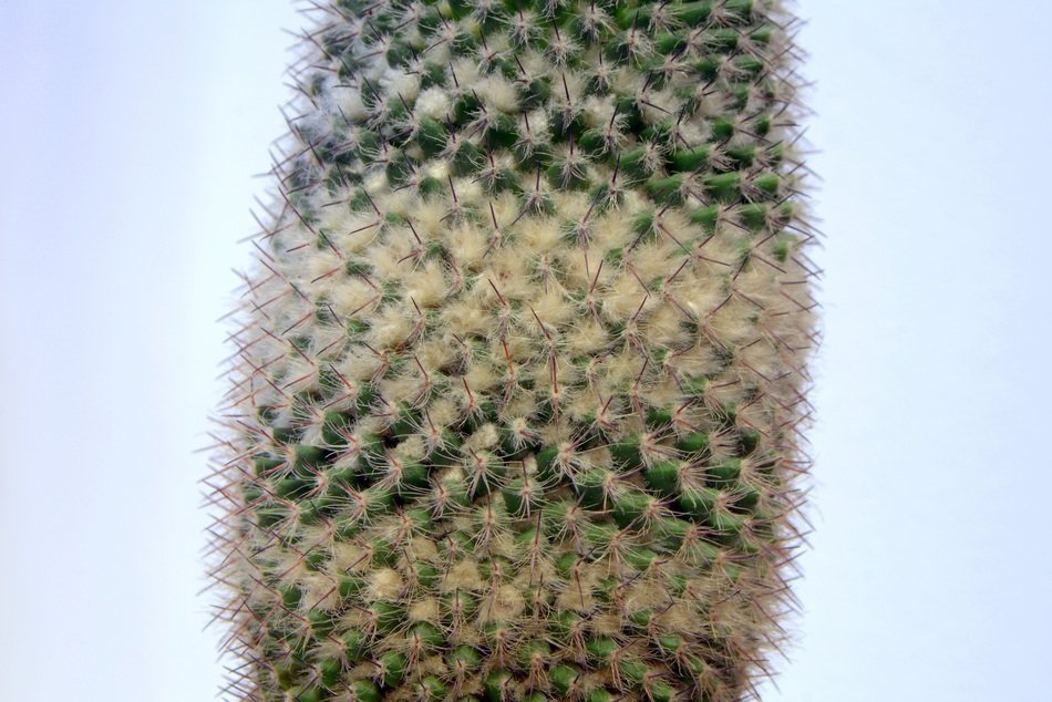 Cactus Spikes Down Layer