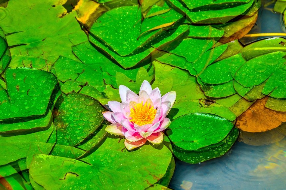 Lotus Flower Nature Garden