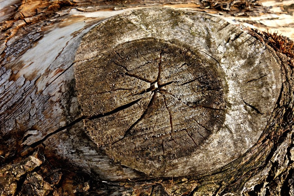 Knot Wood Log Timber Dead Wood