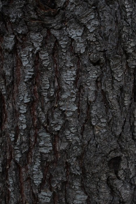 Pine Tree Background