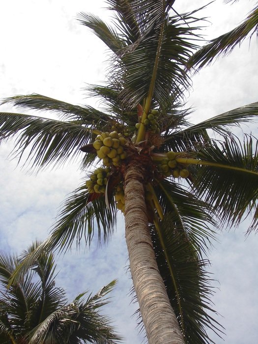 Wedel Palm Leaf Green Leaves