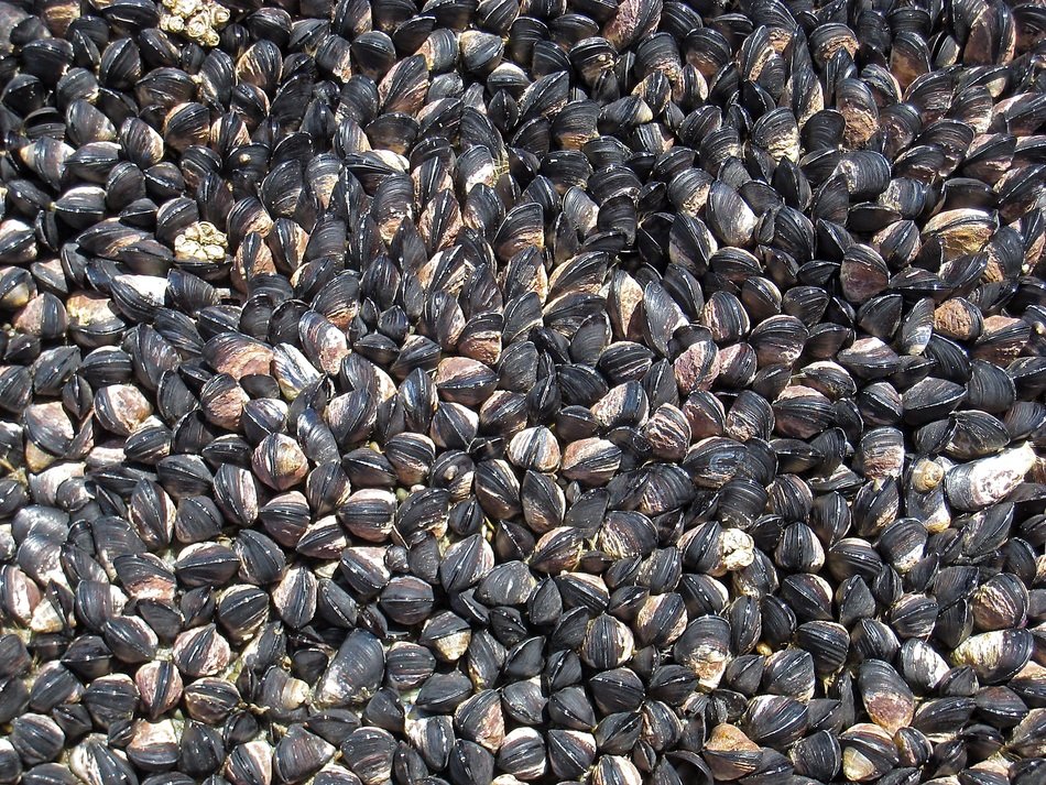 background with millions of mussels