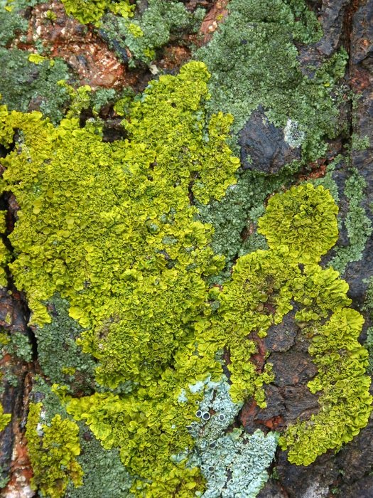 Lichen Lichens Background