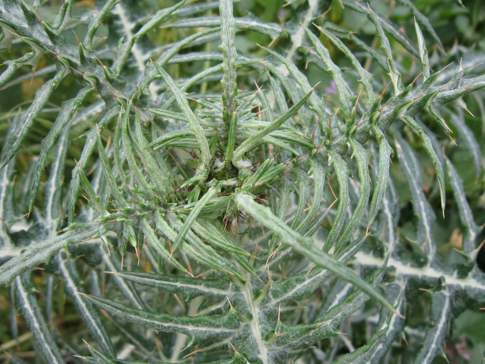 Background Close Thistle Green