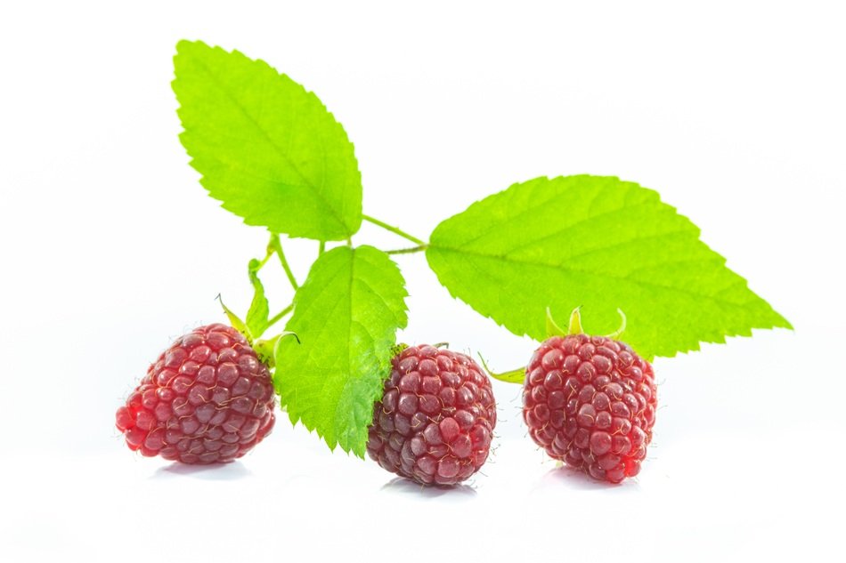 Malina White Background