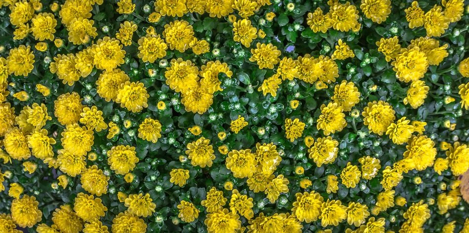 Flowers Nature Yellow Abstract