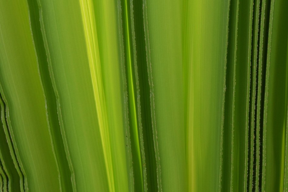 Background Green Palm Leaf