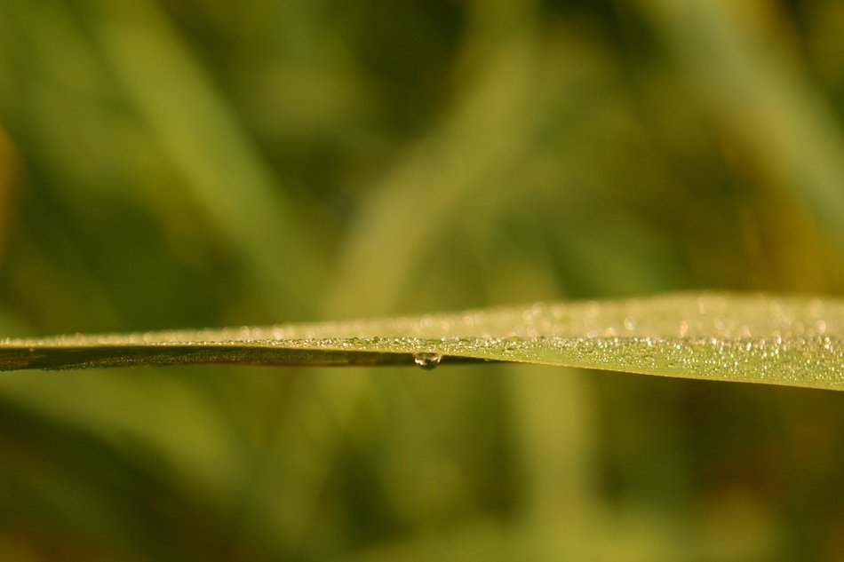 leaf of grass on green blurred background