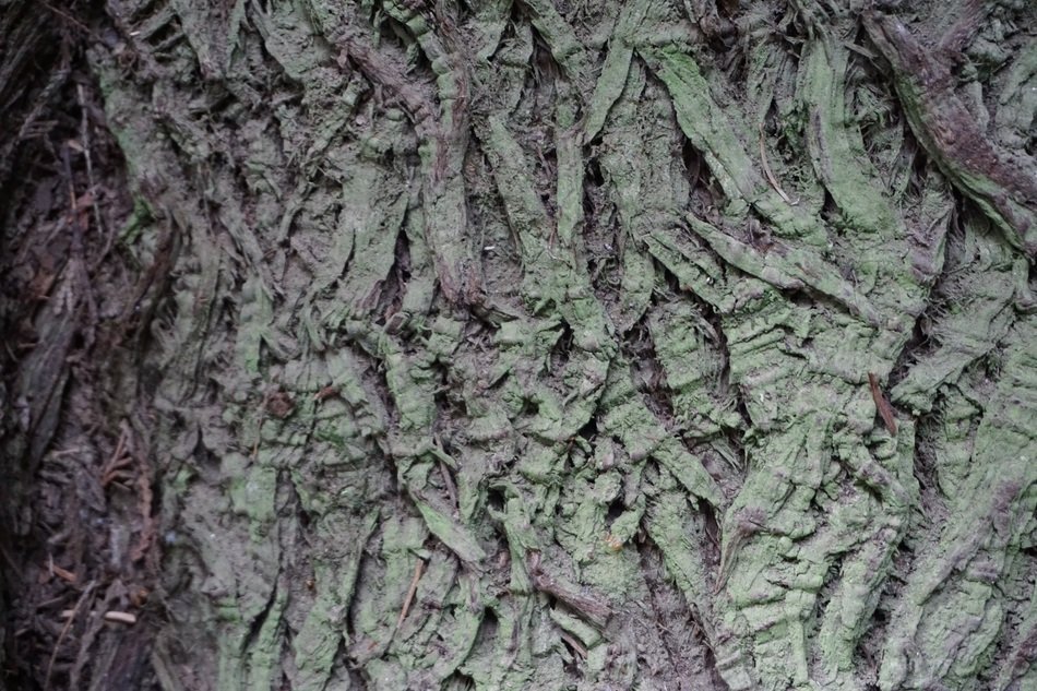 Tree Bark Texture Cathedral Grove