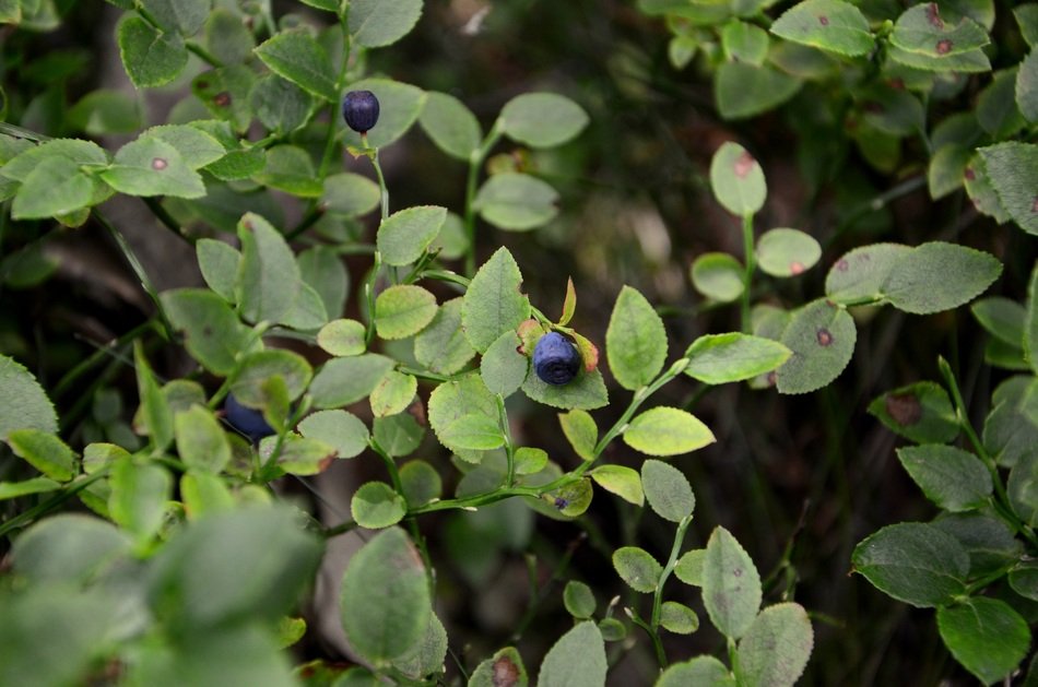 Bilberry Bush Foliage Jagoda