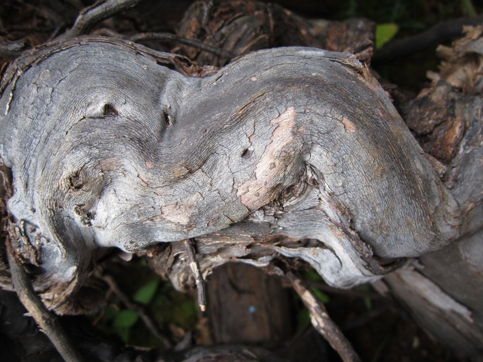 Close Structure Wood Texture