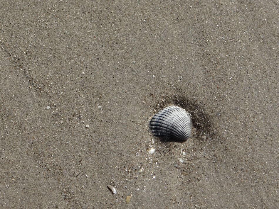 Sand Hull Shell Sea North