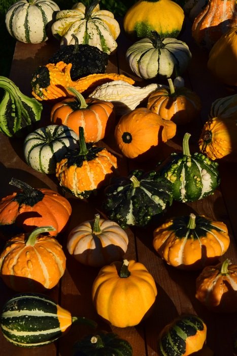 Decorative Squashes Pumpkins
