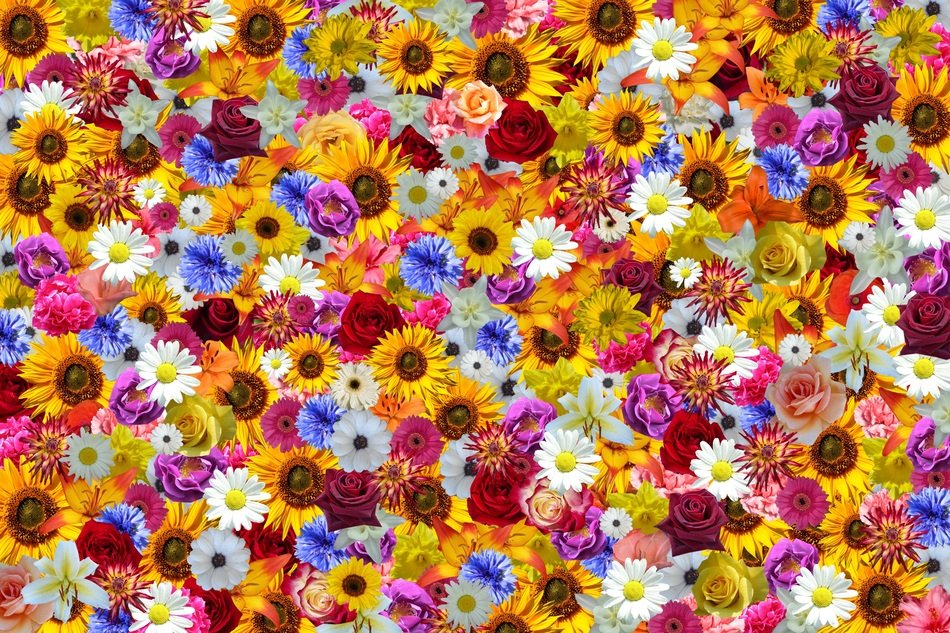 Flowers Sun Flower Colorful