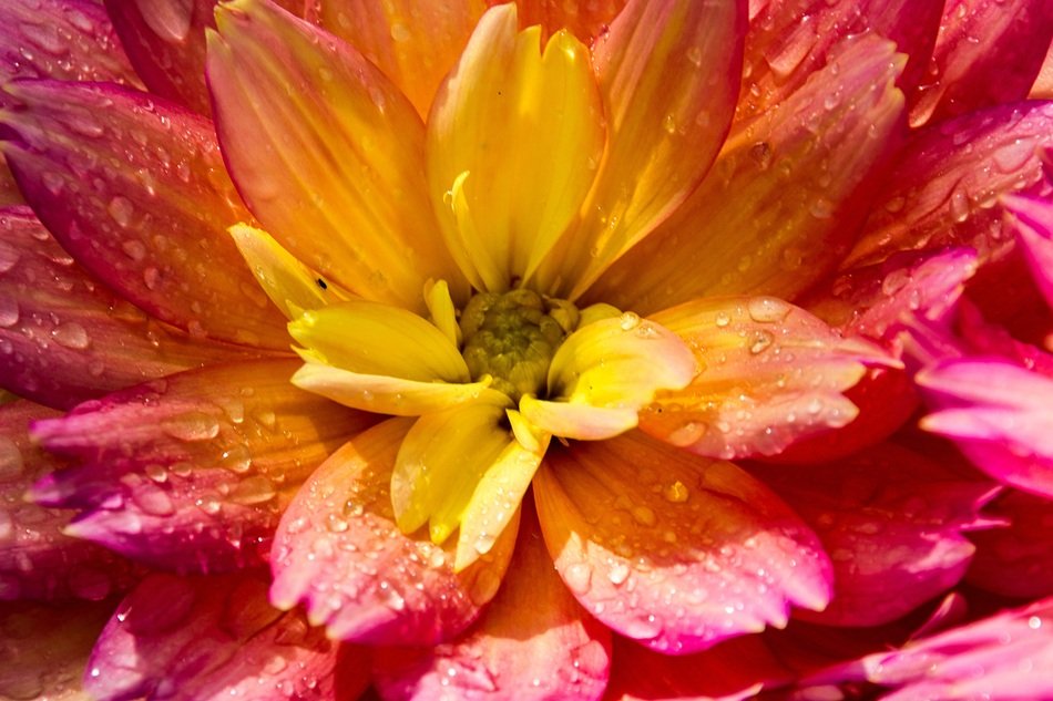 background with flower closeup