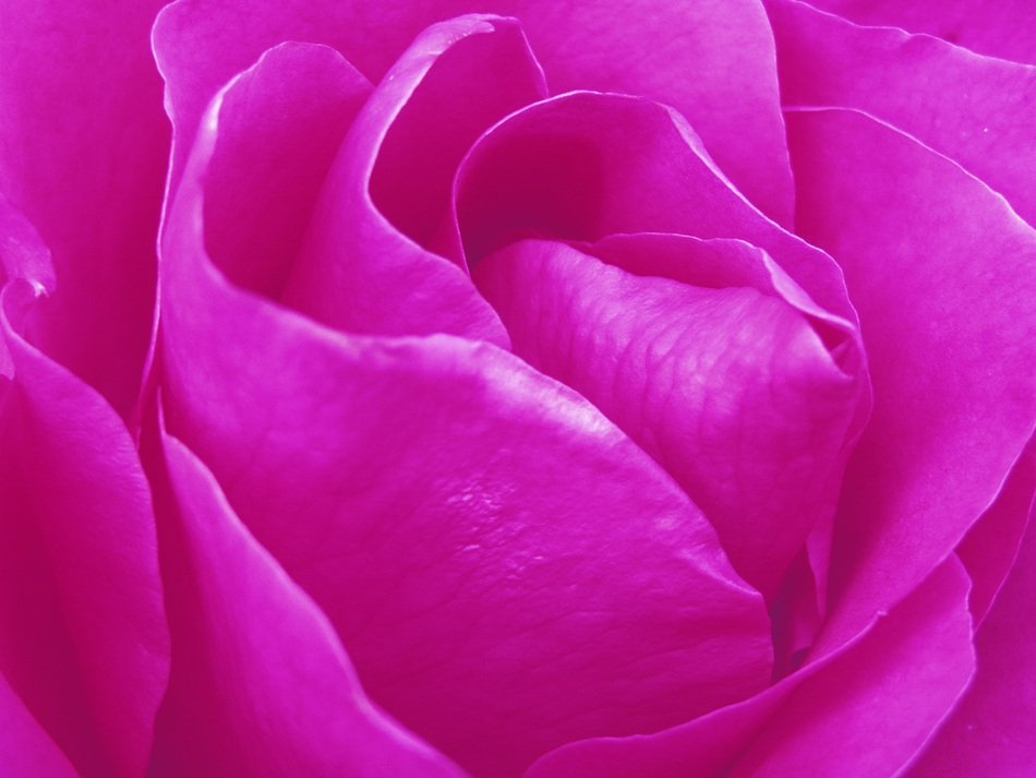 Rose Flowers Flower Nature