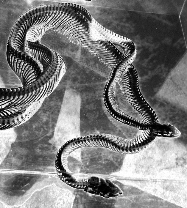 Snake Skeleton Bones Reptile