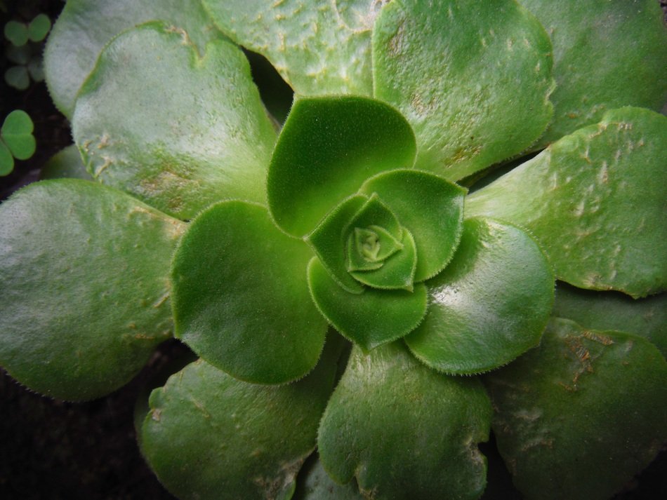 Plant Approach Concentric Green