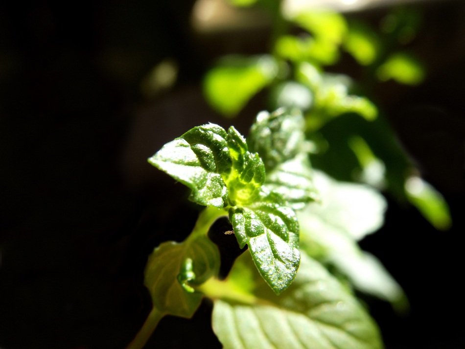 Plant Green Black Background