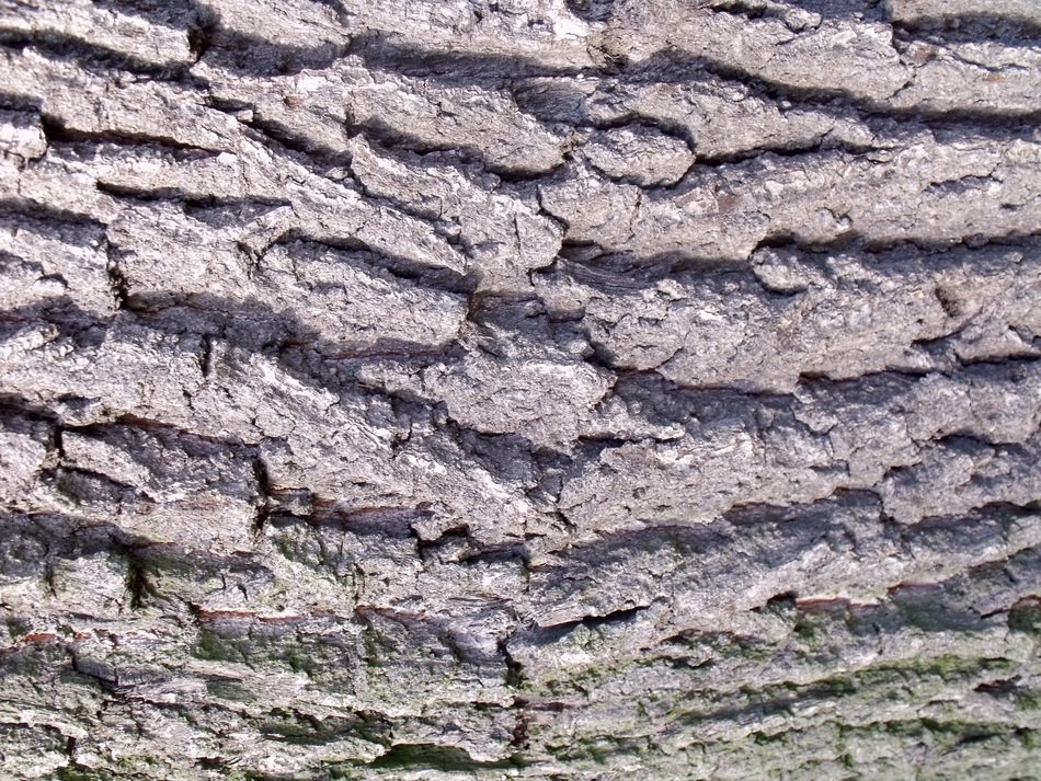 Wood Bark Tree Bark Oak Nature