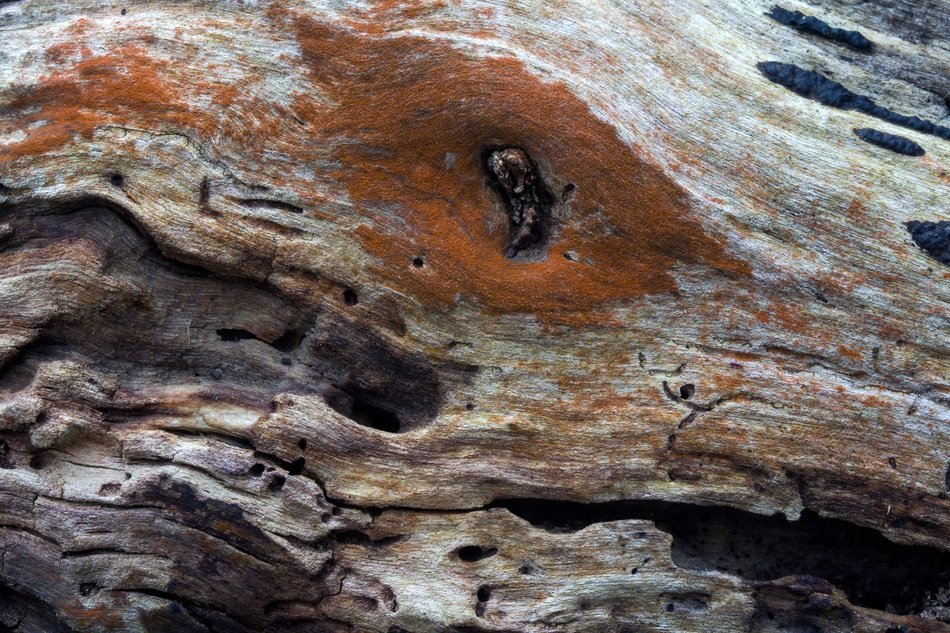 Wood Background Structure Old