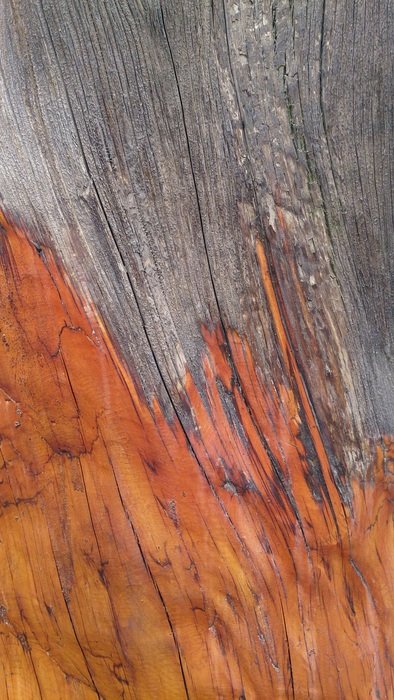 Cypress Bark Texture Bark Texture