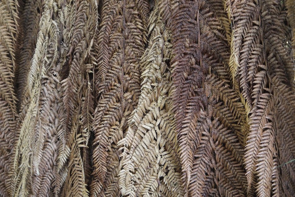 Leaves Nature New Zealand