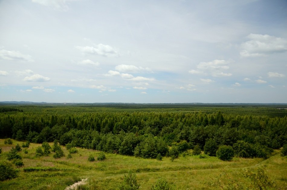 Forest Landscape View Summer