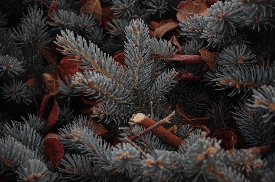 Pine Plant Unforgettable Frost