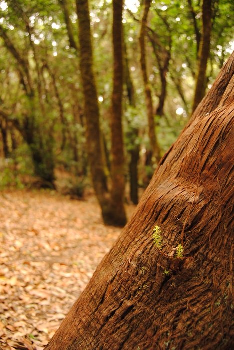 Forest Tree Texture Trees