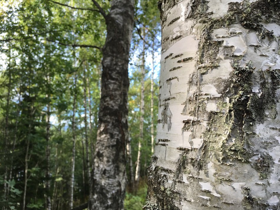Forest Birch Three