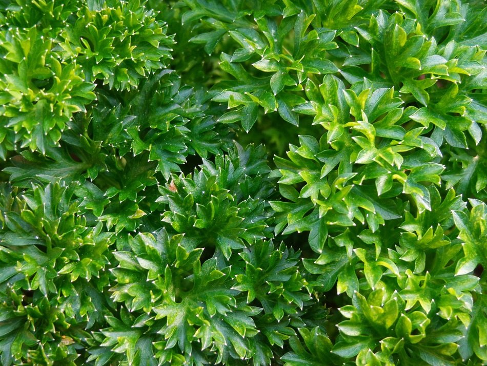 Nature Wallpaper The Background