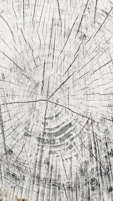 Wood Grain Tree Stump Wood White