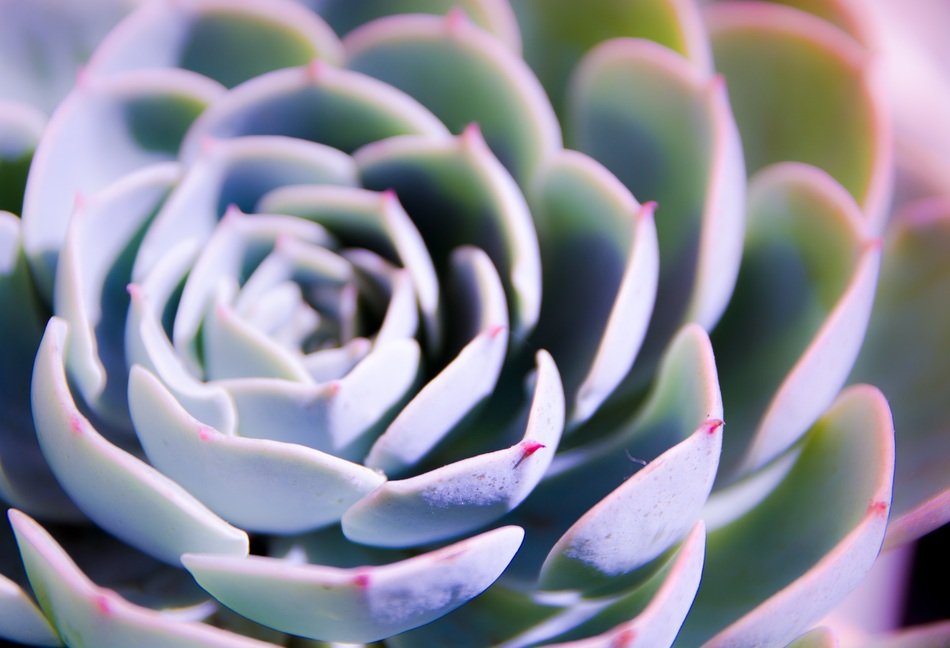 Natural Texture Plant The Fleshy
