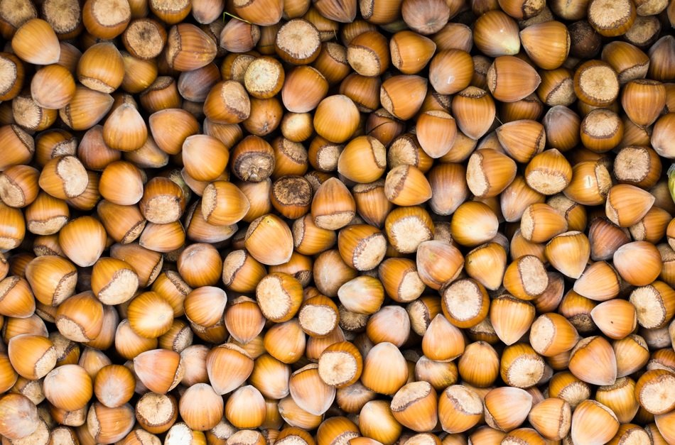 Hazelnuts Nut Food Brown Snack