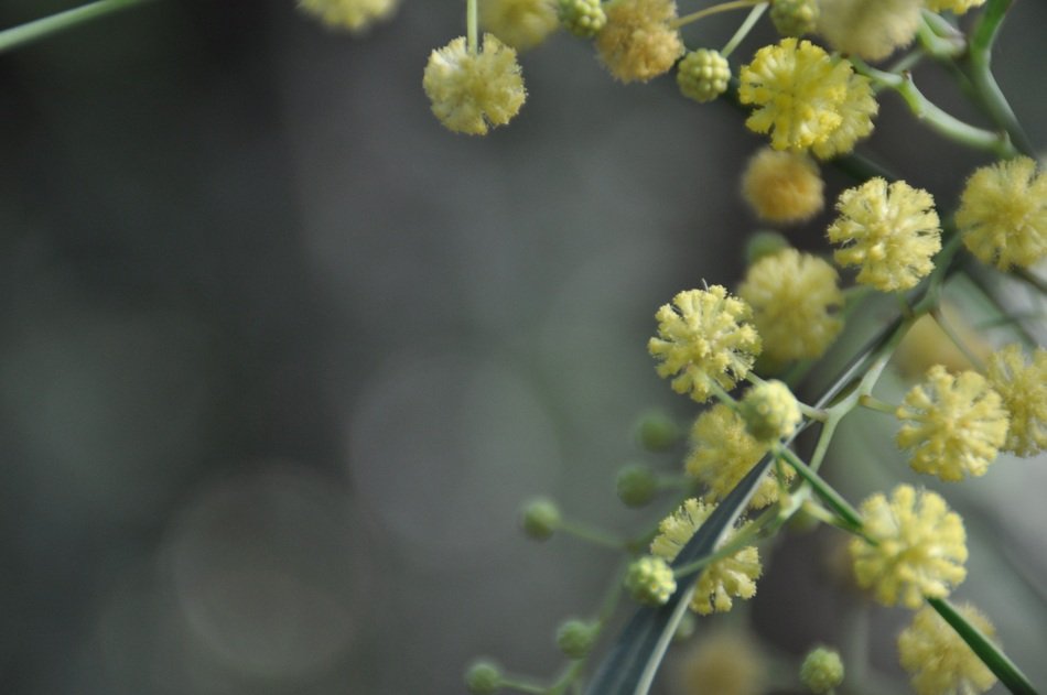 Blossom Bloom Abstract Yellow