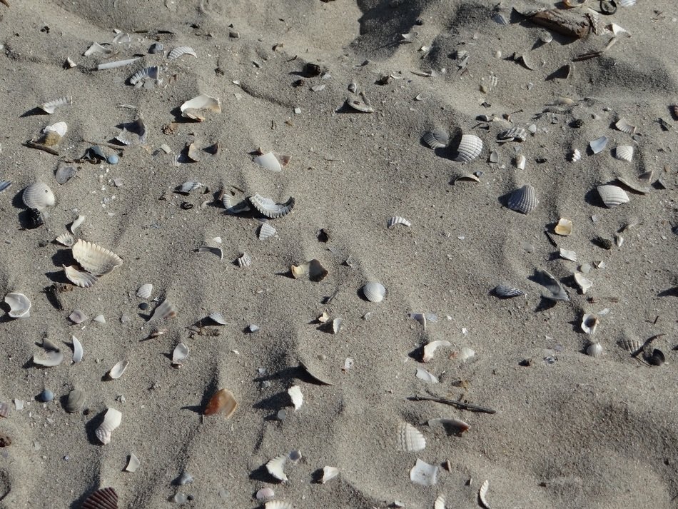 Beach Sand Shell Broken Beige