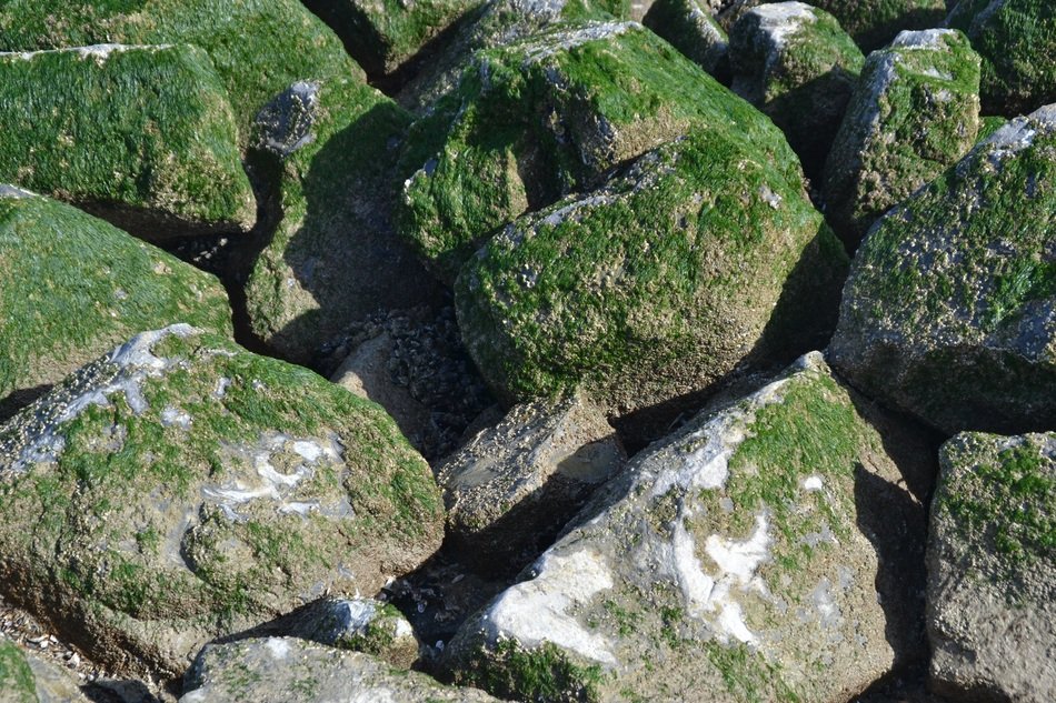 Breakwater Texture Pierre Alga