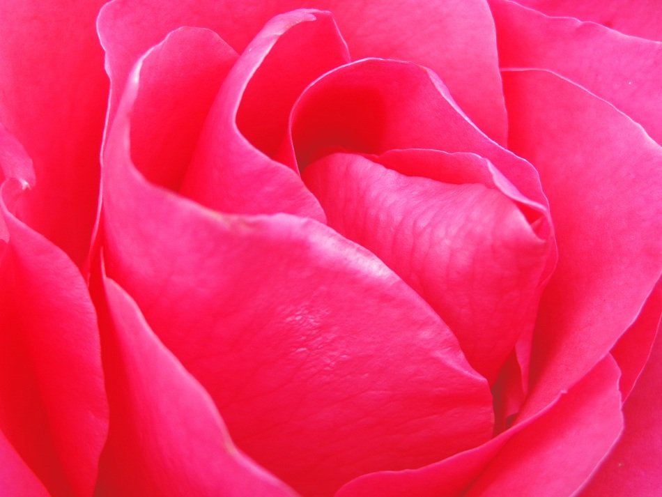 Wallpaper The Background Rose