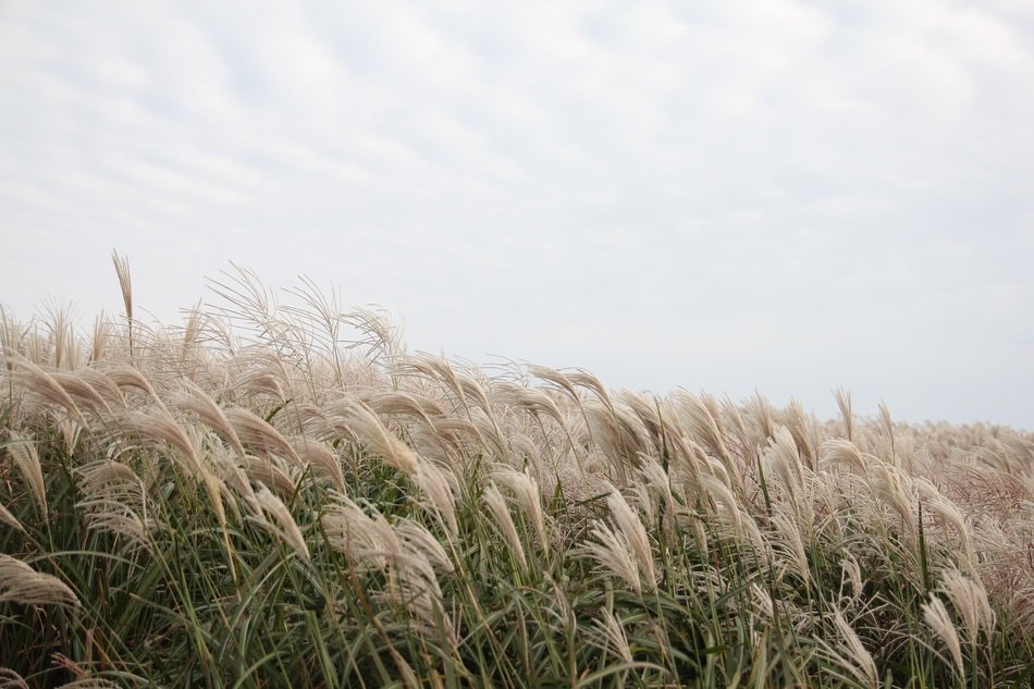 Wind Jeju Island In Autumn
