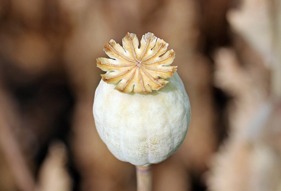 intoxicant Plant